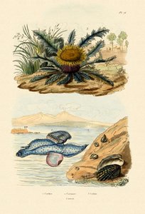 Cardita Shell